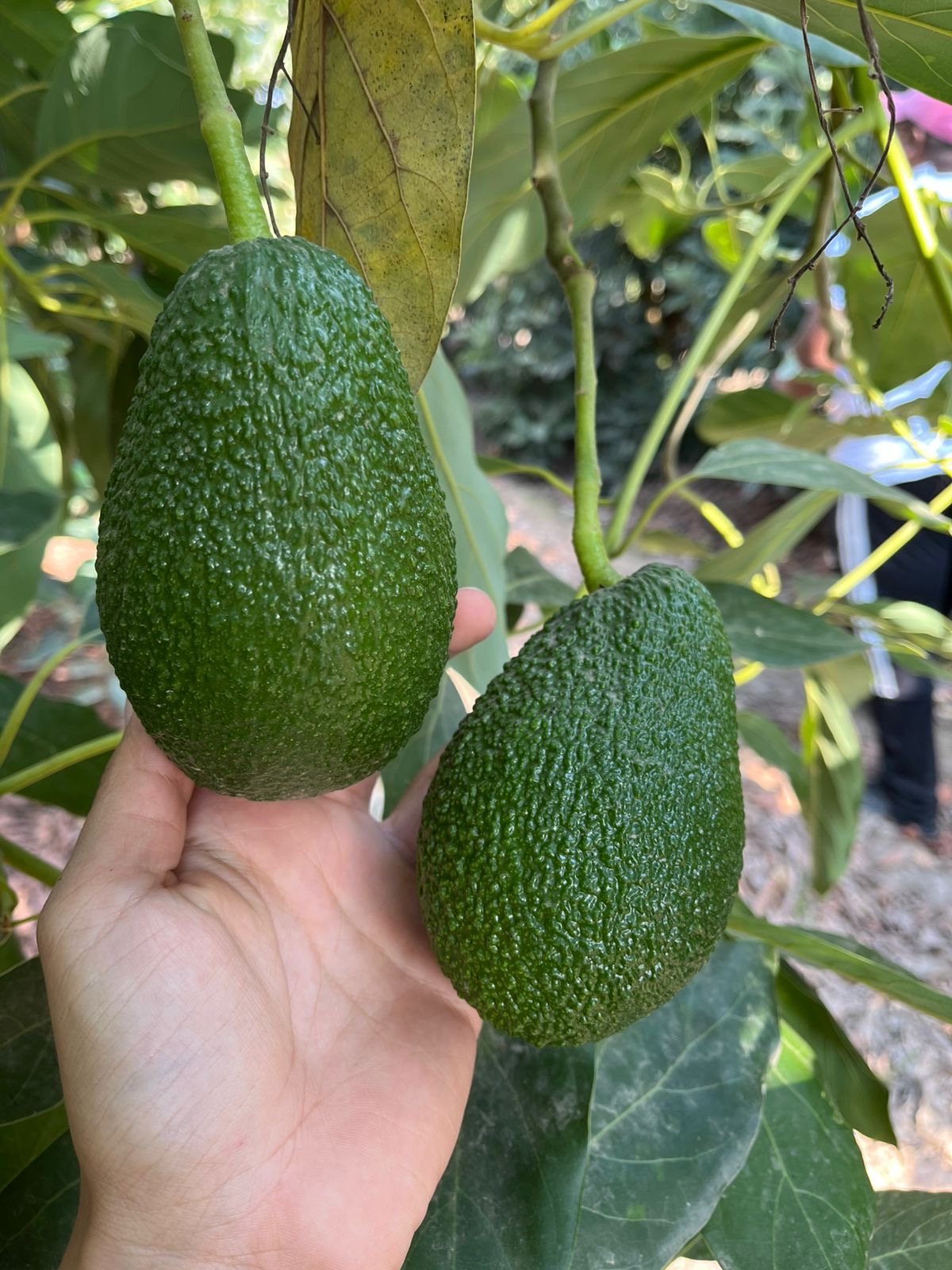 Avoz Produce