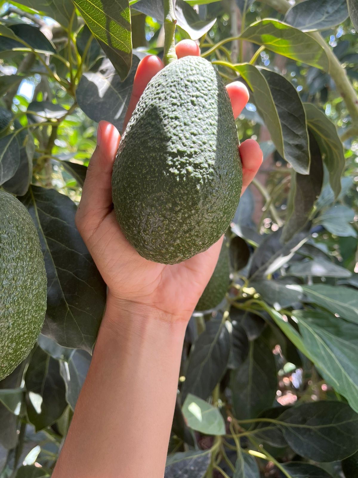 Avoz Produce